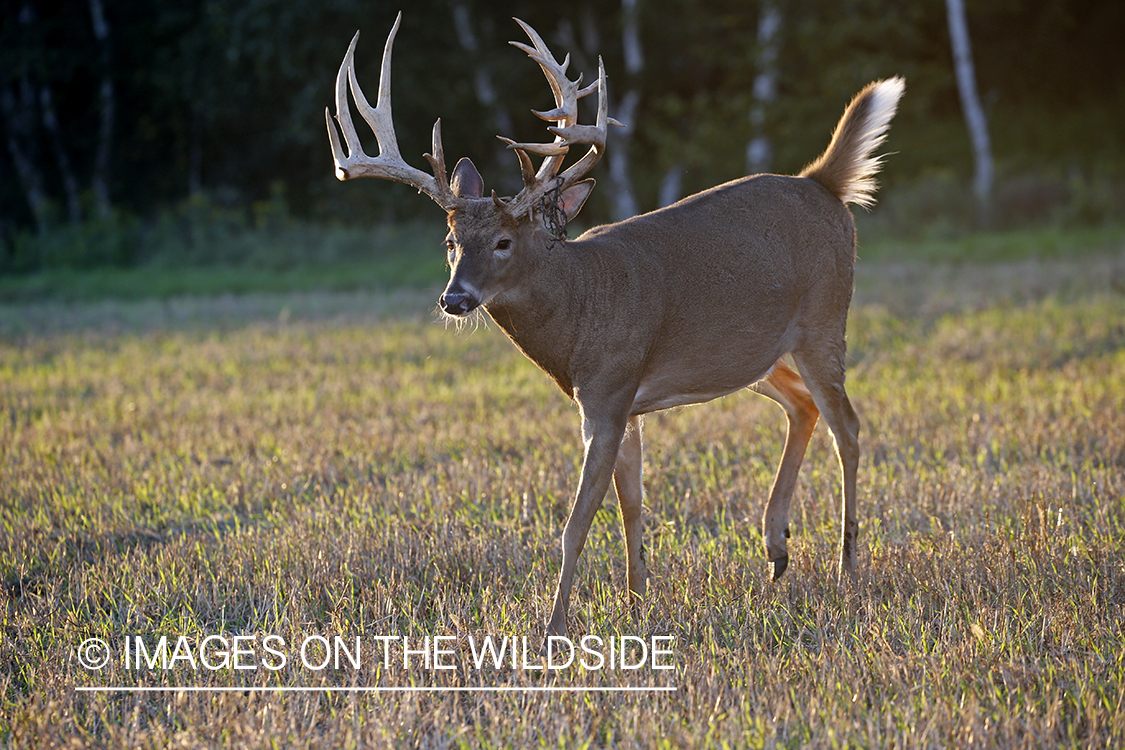 White-tailed buck in the rut.