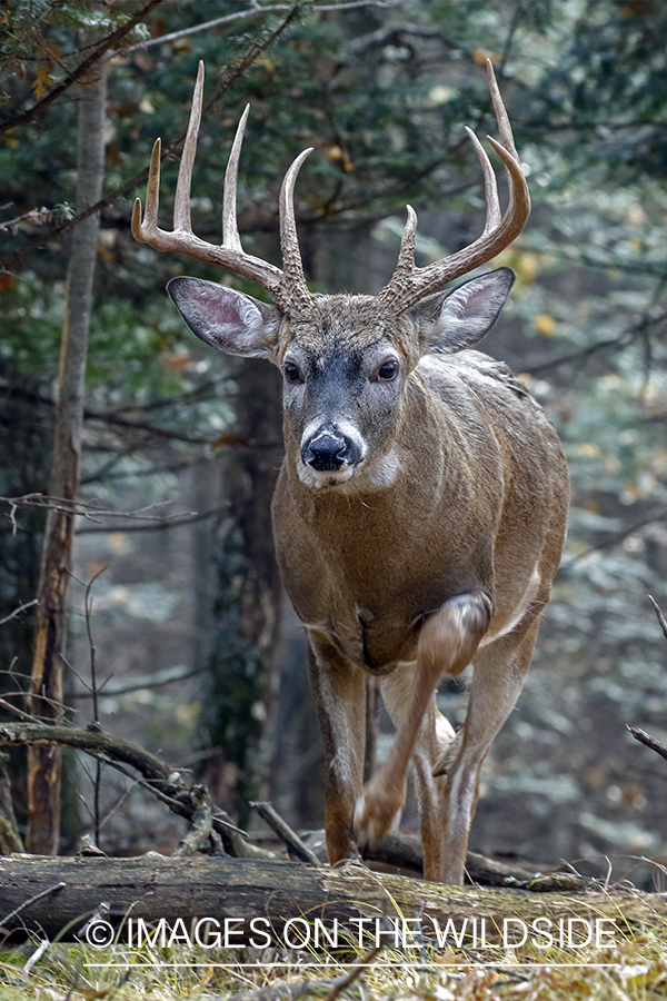 White-tailed buck in the rut.