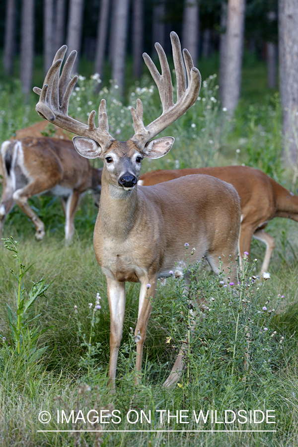 White-tailed buck in Velvet.