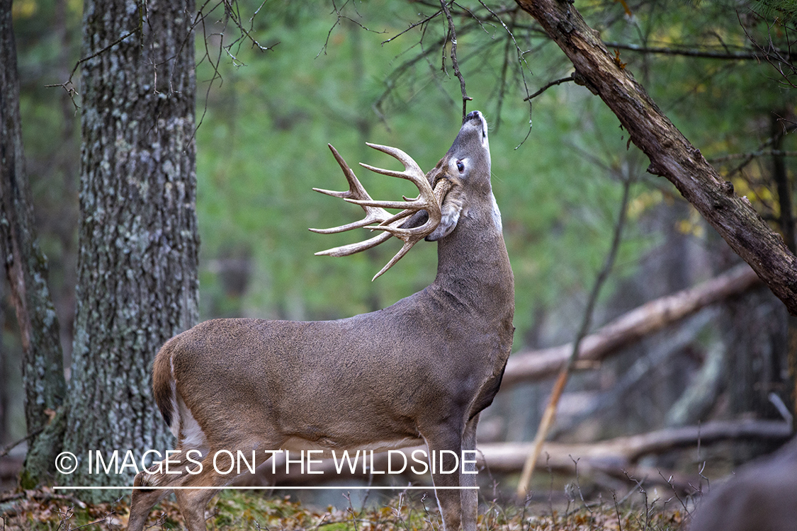 White-tailed buck sniffing and making scrape.