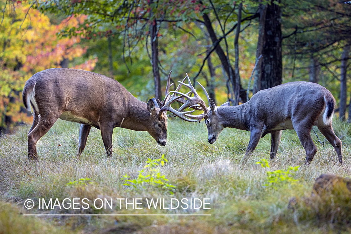 White-tailed bucks fighting.