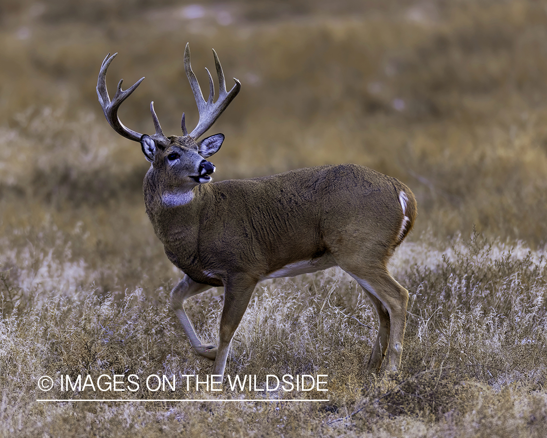 White-tailed buck in field.