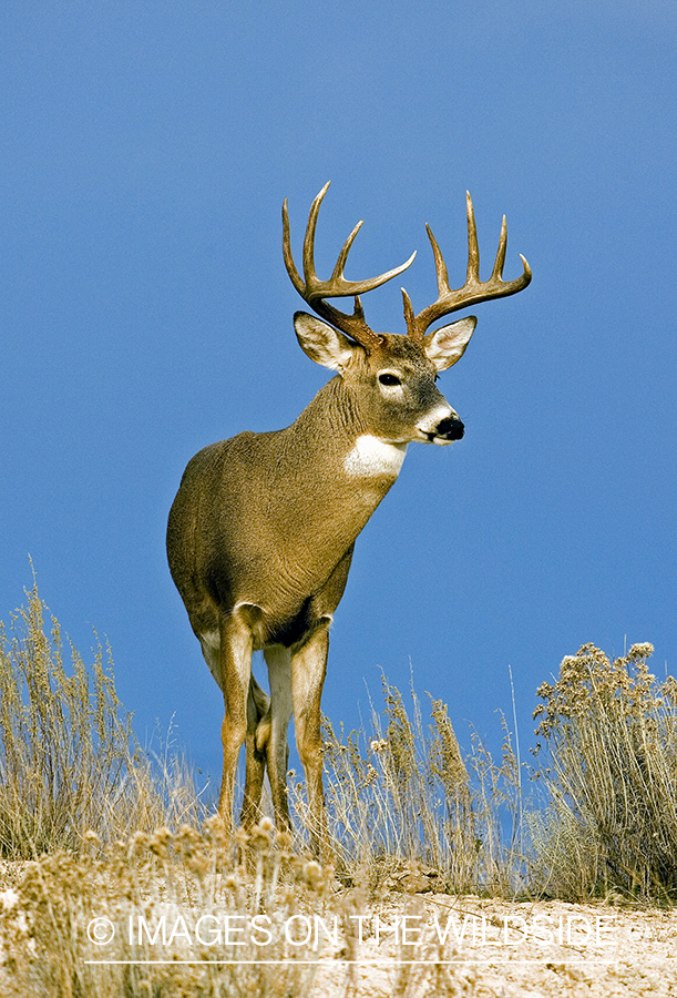 White-tailed deer in habitat