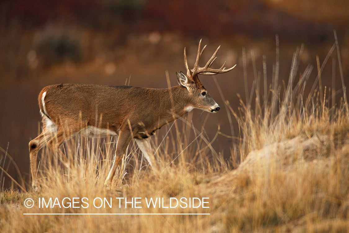 White-tailed deer in habitat