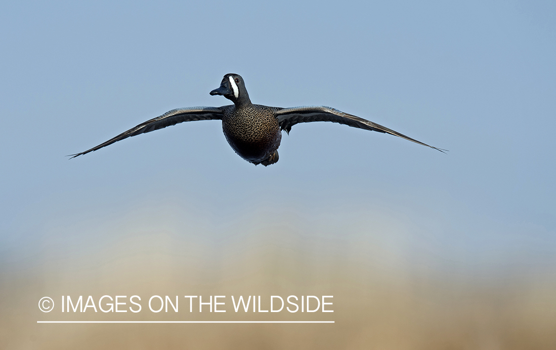 Blue-winged Teal in flight.