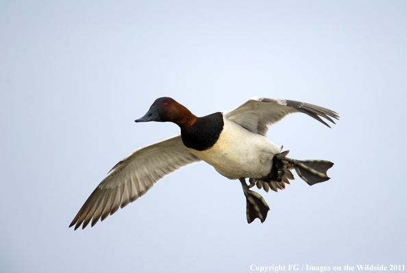 Canvasback landing. 