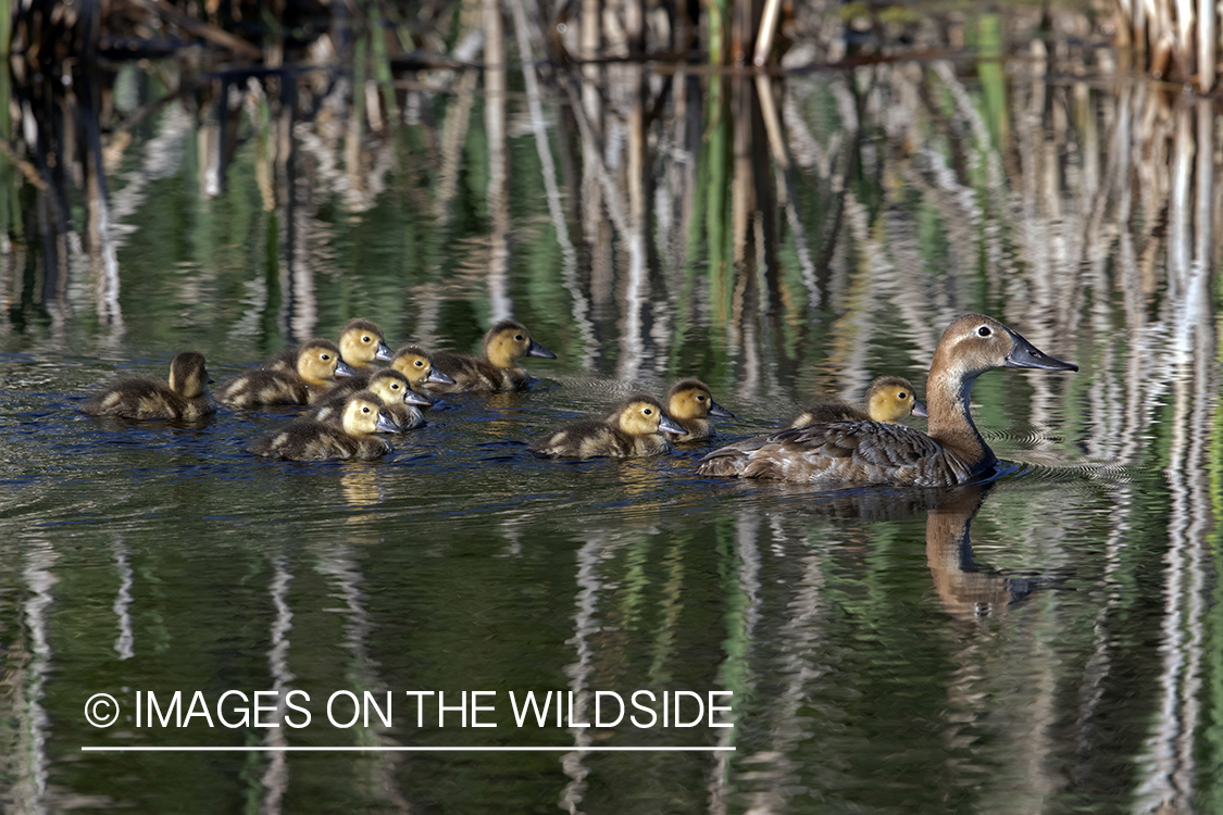 Canvasback with ducklings.