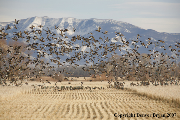 Mallard flock