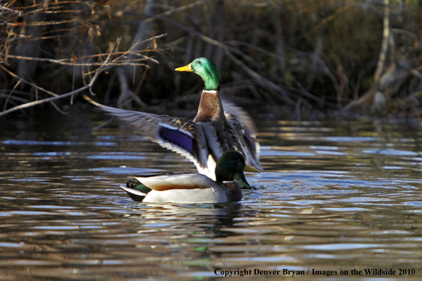 Mallard drakes