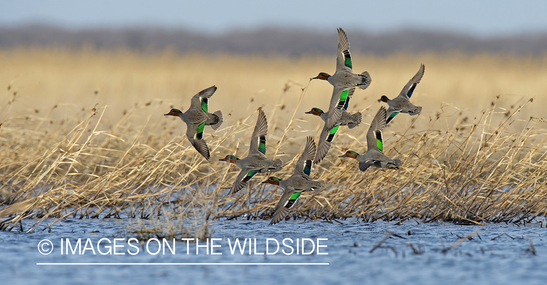 Green-winged Teal flying together.