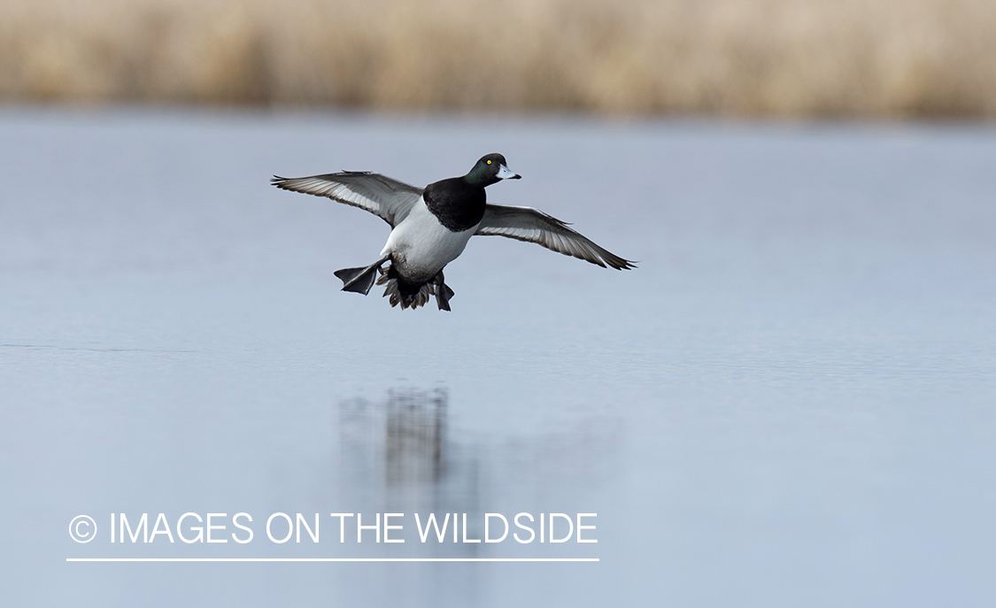 Lesser Scaup in flight.