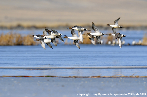 Pintails in habitat