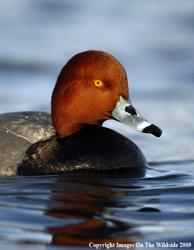 Redhead Drake