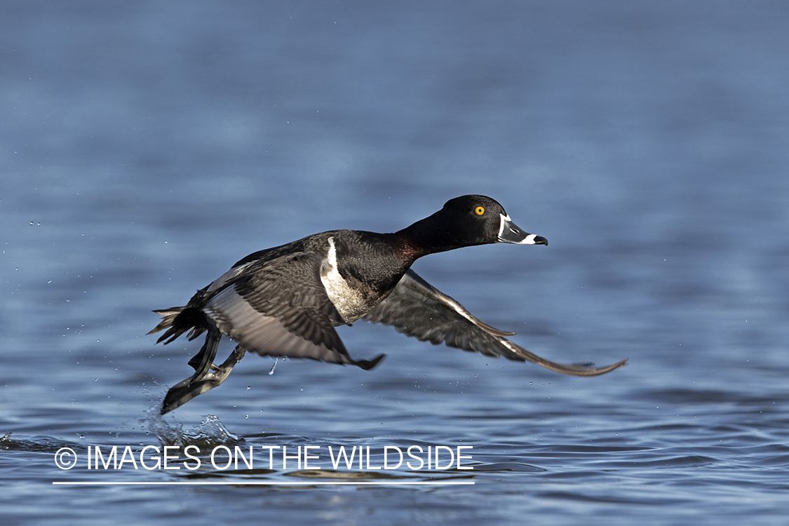 Ring-necked duck in flight.