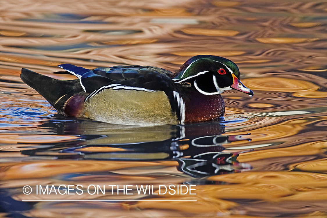 Wood Duck drake in habitat. 