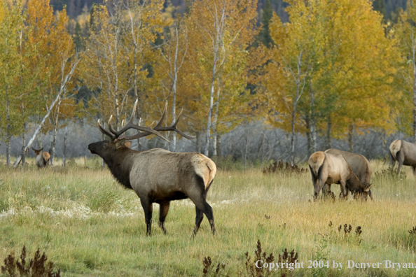 Rocky Mountain bull and cow elk in habitat.