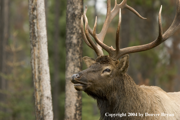 Rocky Mountain bull elk in habitat.