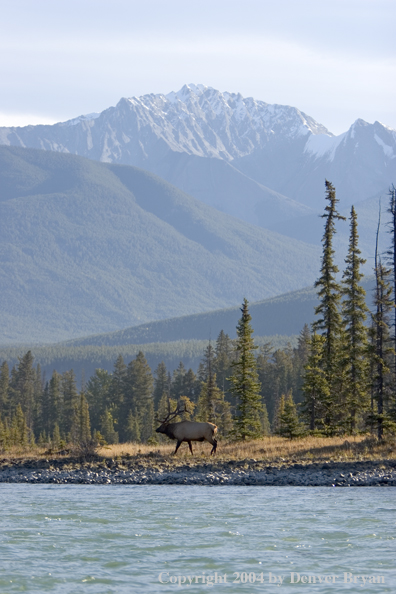 Rocky Mountain bull elk at rivers edge.