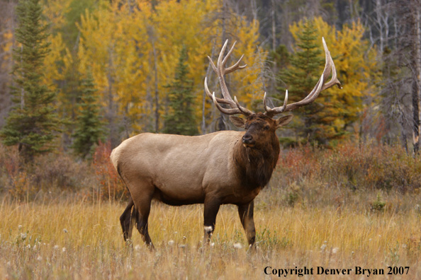 Rocky Mountain Elk 