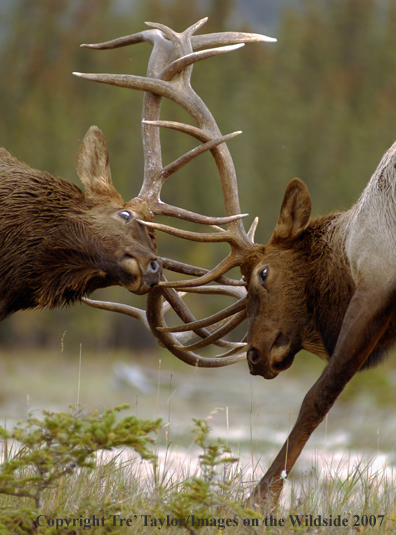 Rocky Mountain Elk fighting