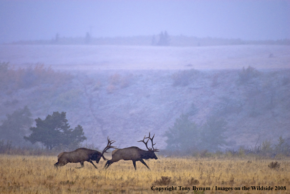 Rocky Mountain Elk in habitat