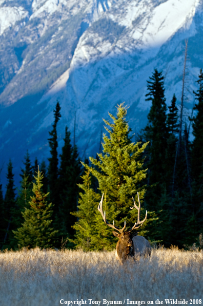 Bull Elk in field