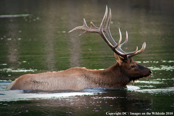 Rocky Mountain elk in water. 