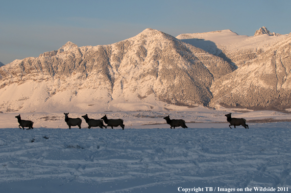 Rocky Mountain elk in habitat. 