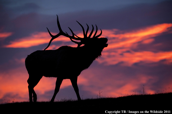 Rocky Mountain bull elk bugling at sunset. 