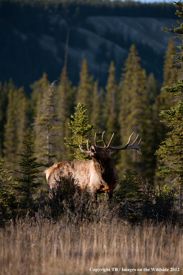 Rocky Mountain Elk muling.