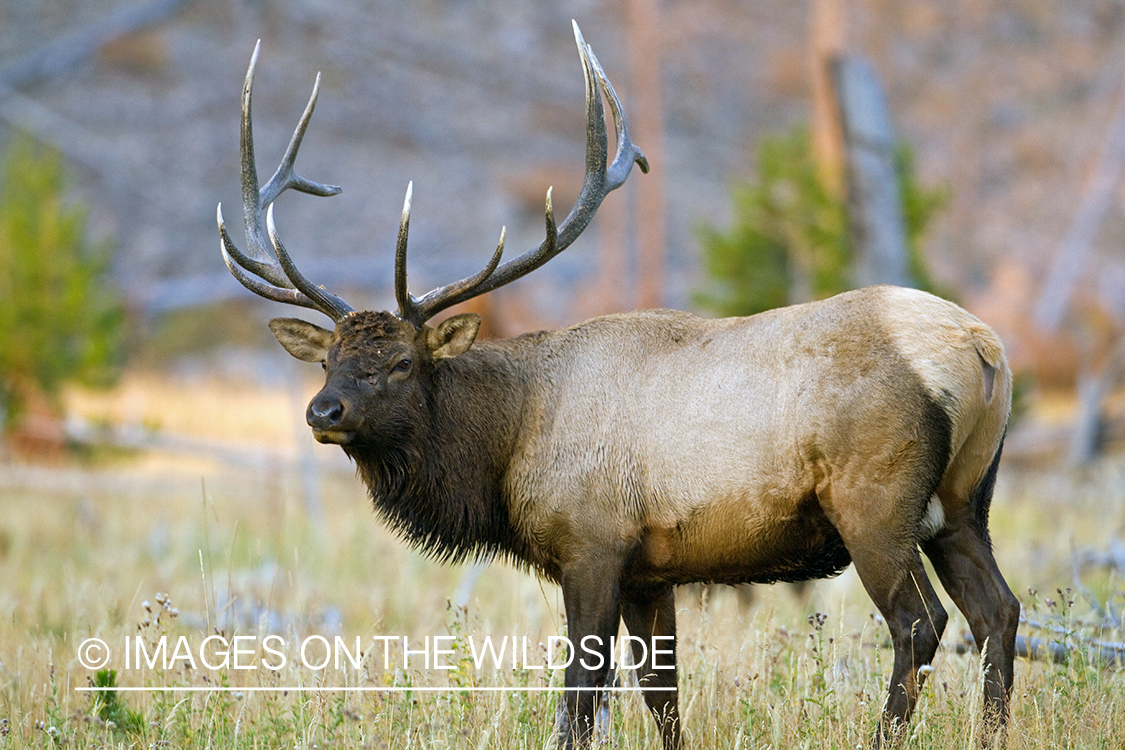 Rocky Mountain Elk in habitat.