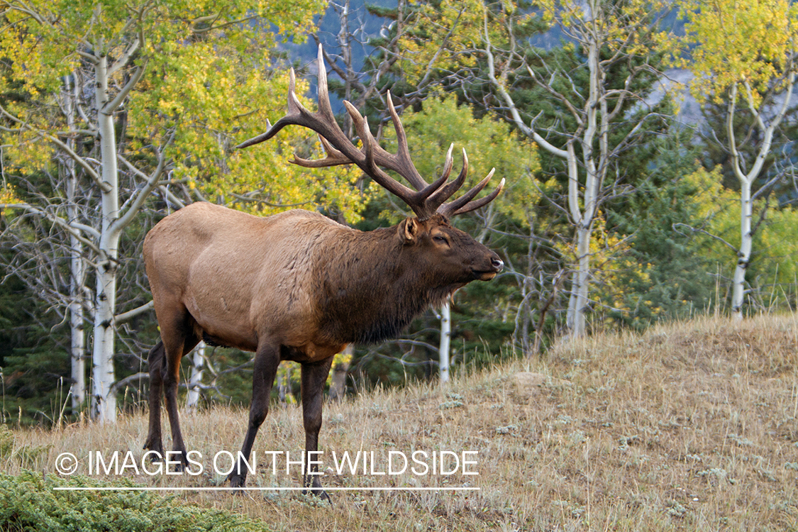 Rocky Mountain Bull Elk in habitat.