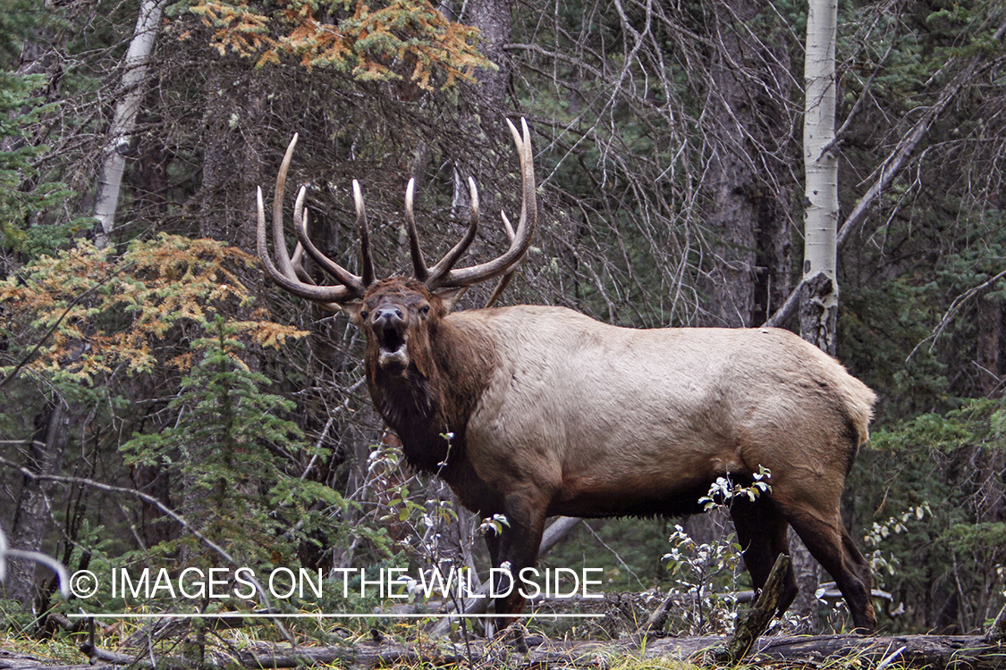 Rocky Mountain Bull Elk bugling in habitat.