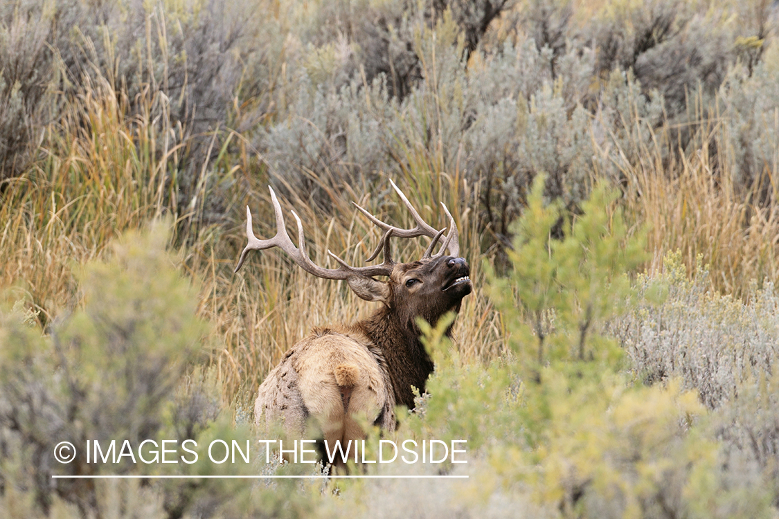 Rocky Mountain Bull Elk bugling in habitat.