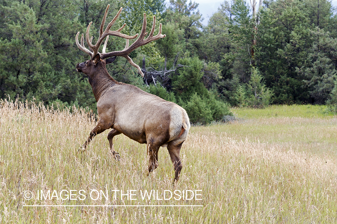 Bull elk in velvet.