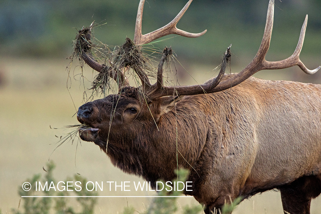 Bull elk bugling in field.