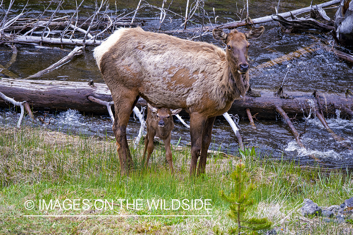 Cow elk with calf.