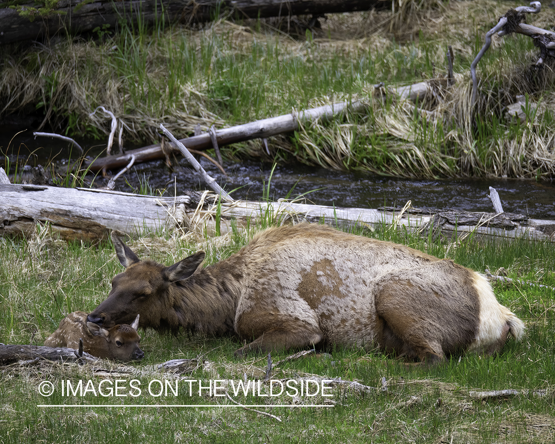 Cow elk with calf.