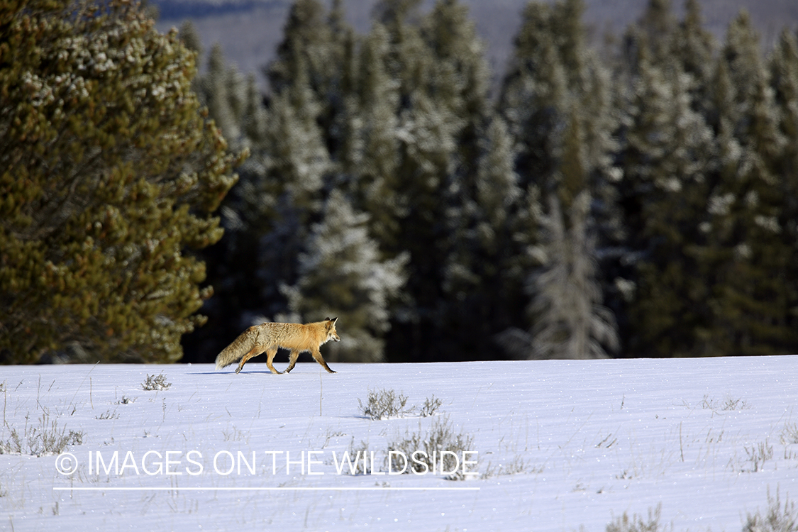 Red fox in winter habitat.