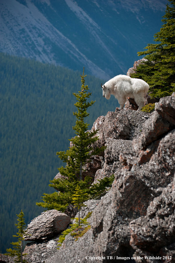 Rocky Mountain Goat on the side of a mountain.