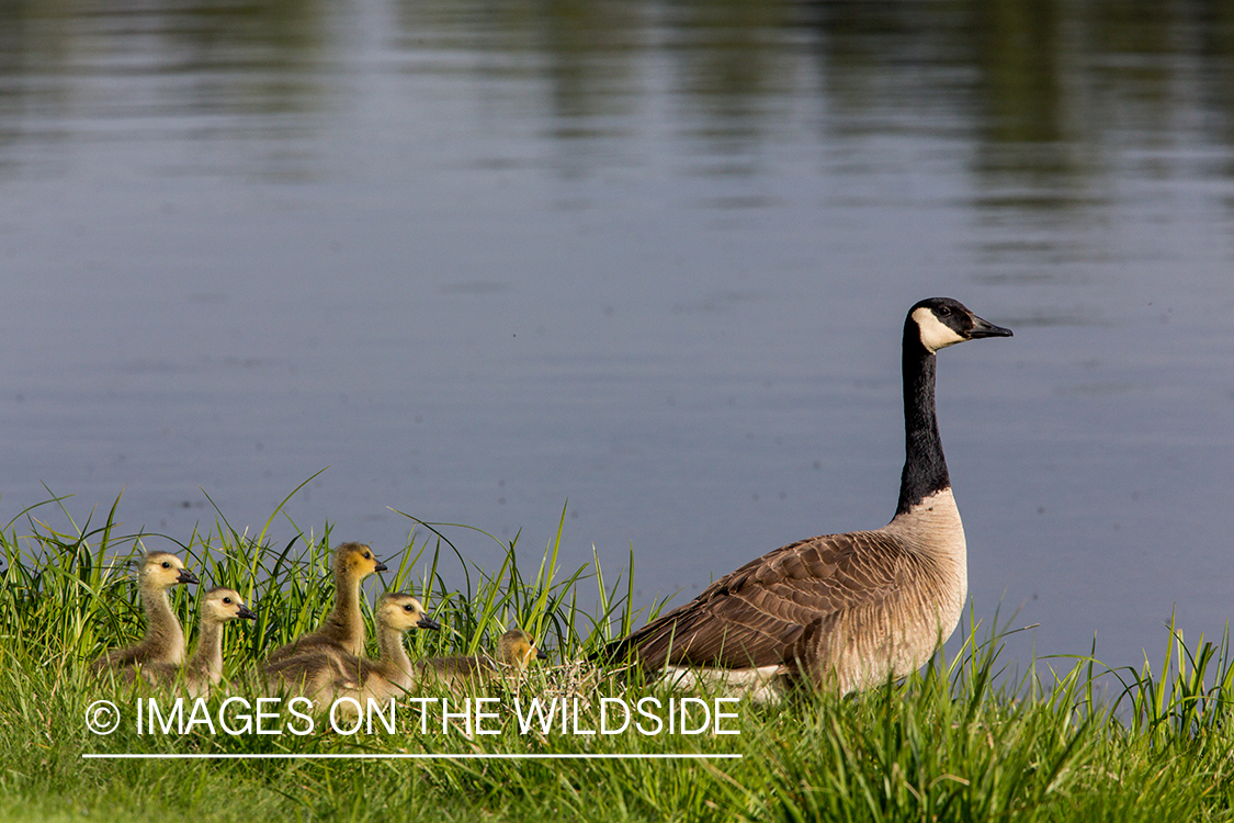 Canada geese goslings with adult.