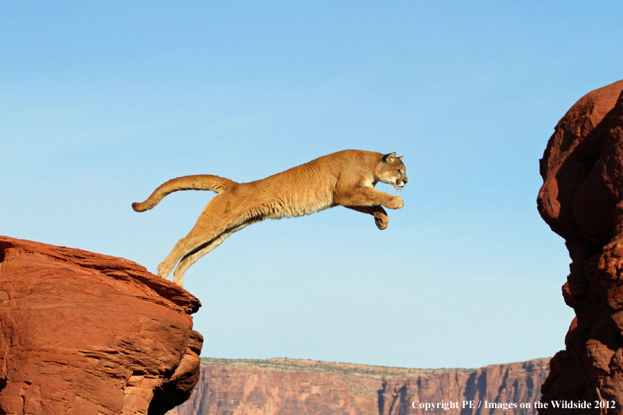 Mountain Lion jumping gap.