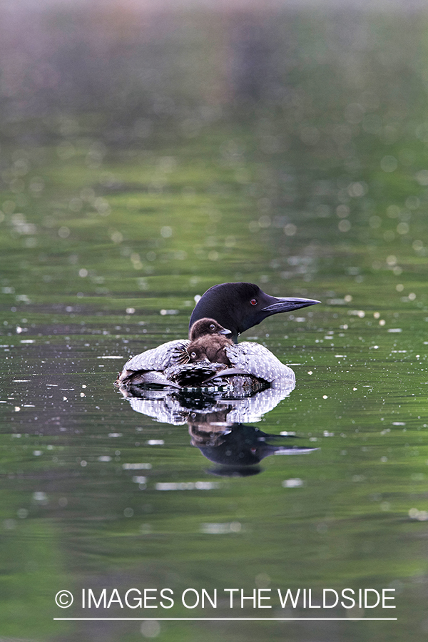 Loon carrying her chicks.