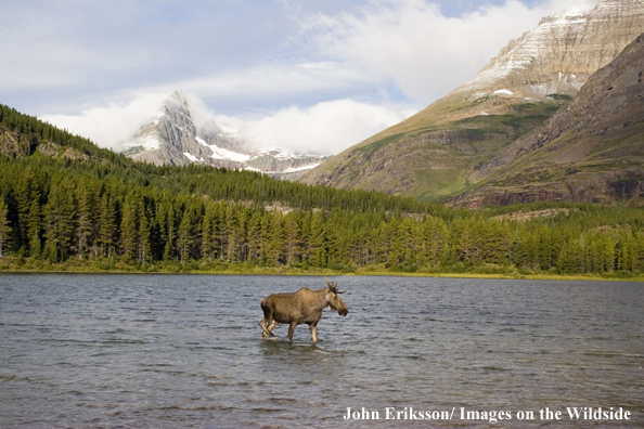 Shiras bull moose in lake.