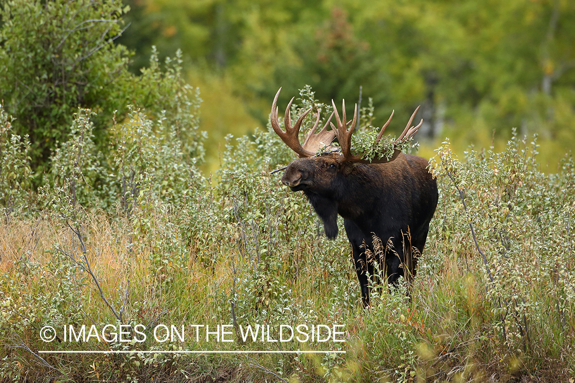 Shiras Moose in habitat.