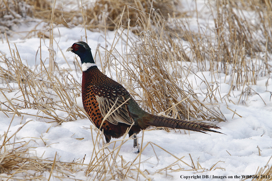 Ring-necked pheasant in field.