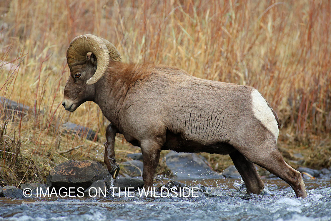 Rocky mountain bighorn sheep ram crossing stream.