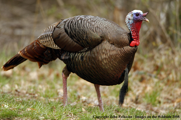 Eastern Wild Turkey