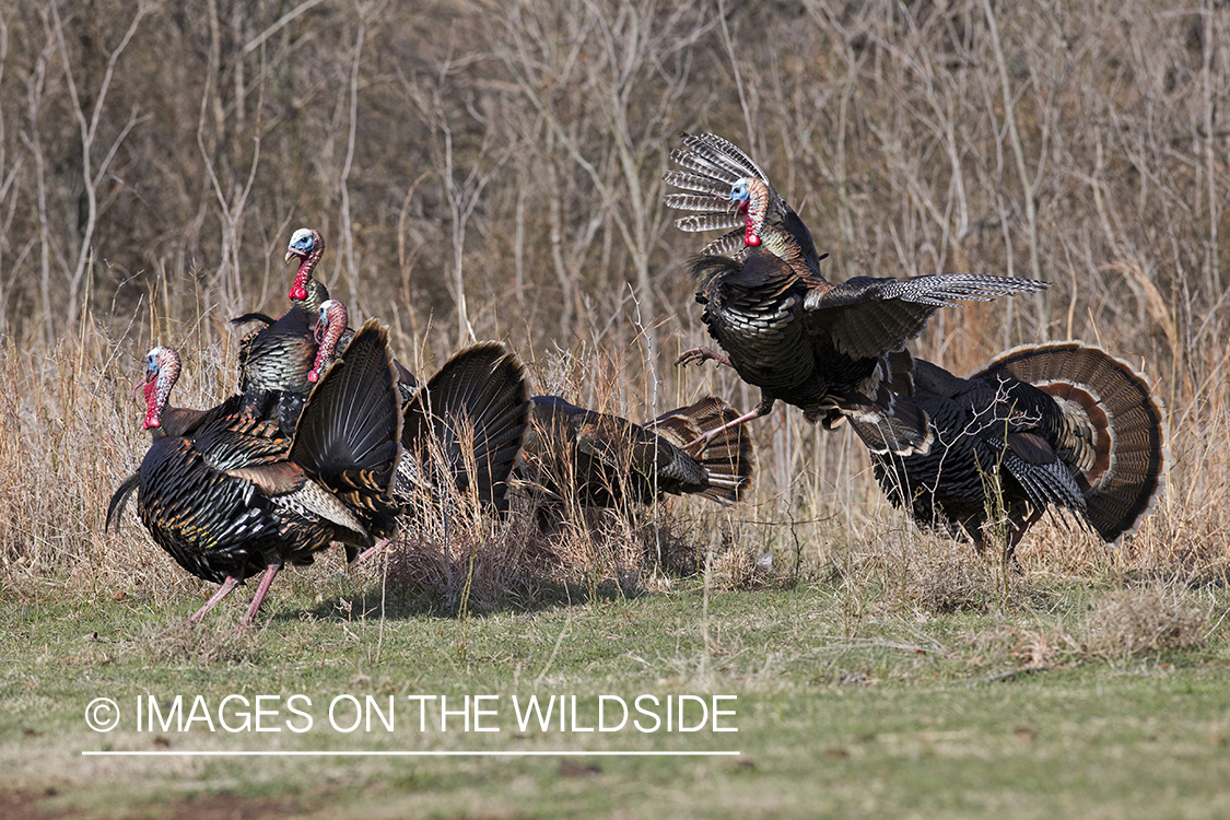 Eastern Wild Turkey toms fighting in habitat.