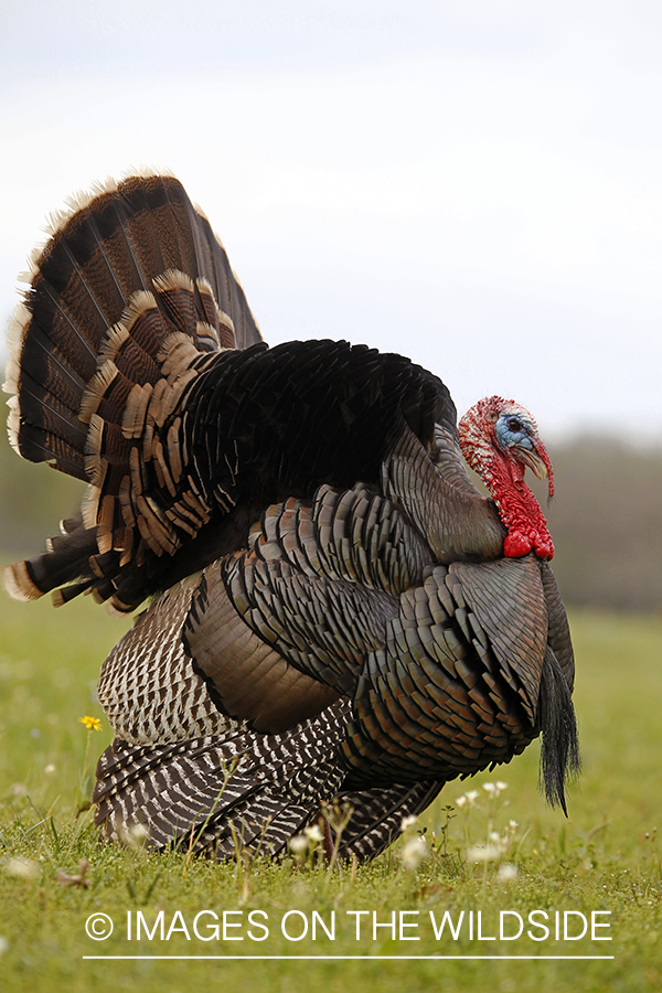 Rio grande turkey gobbler in spring habitat.